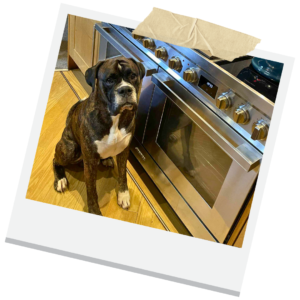 Preparation Means Calmer Humans and Dogs