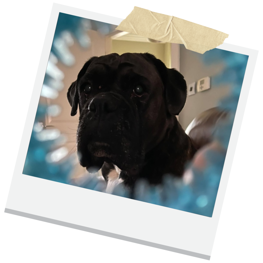 Poisonous Foods for Dogs