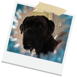 Poisonous Foods for Dogs