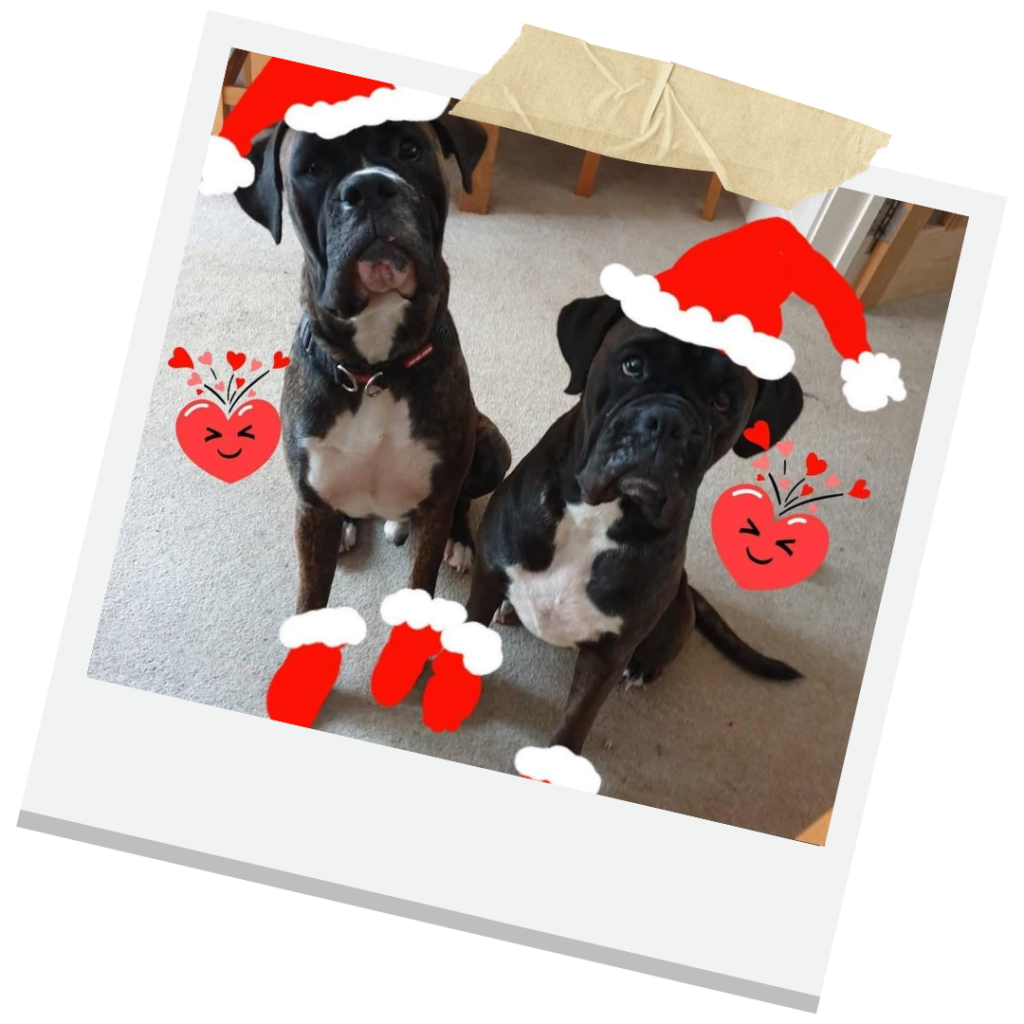 christmas hazards for dogs