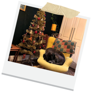 Christmass Stress in Dogs