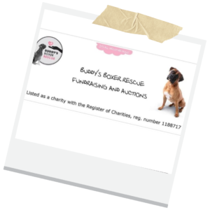 Buddy's Boxer Rescue