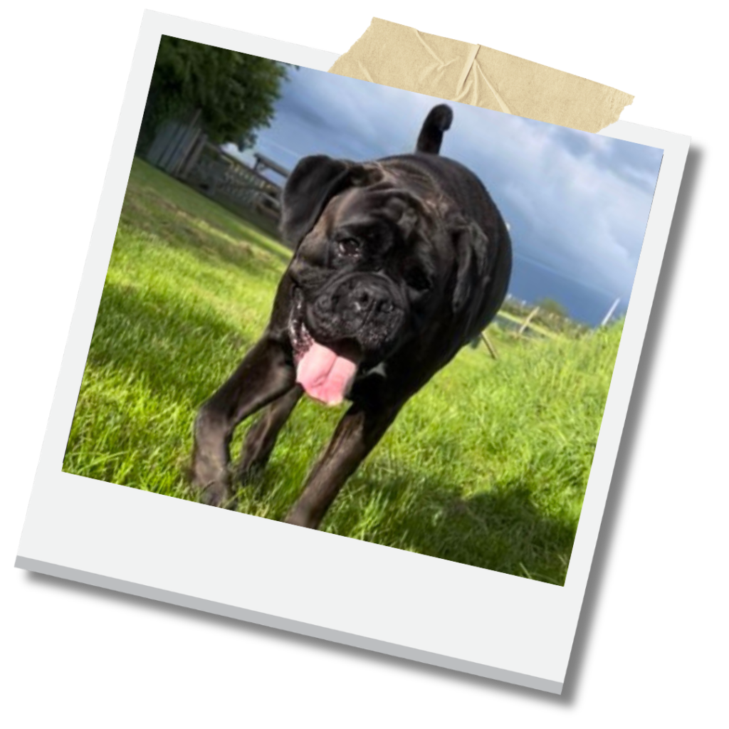 Dog Training the Dog School for Humans way | Love Your Dog